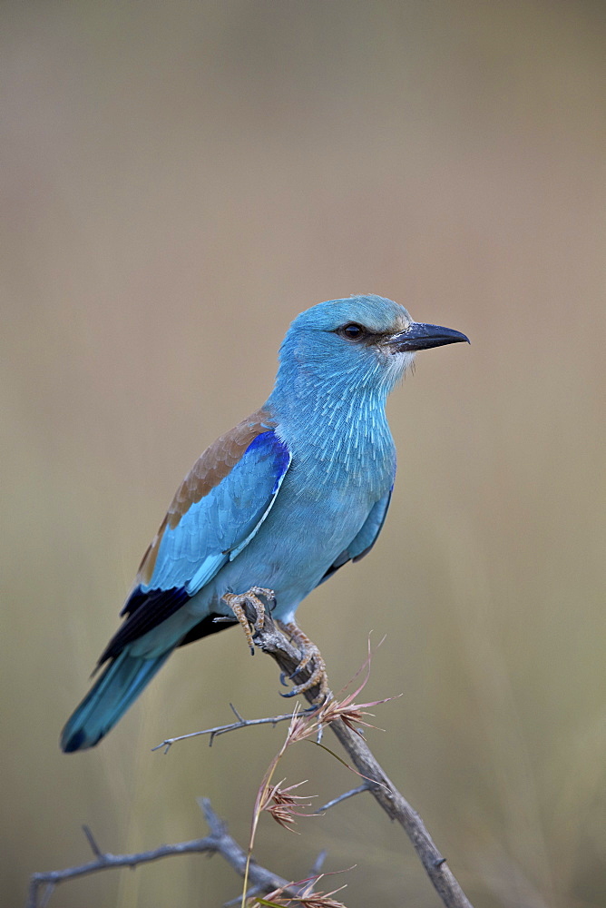 European roller (Coracias garrulus), Kruger National Park, South Africa, Africa