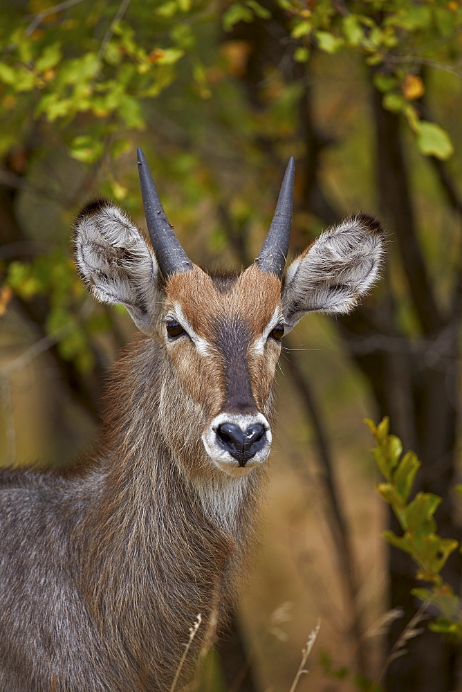 Common waterbuck (Ellipsen waterbuck) (Kobus ellipsiprymnus ellipsiprymnus), young buck, Kruger National Park, South Africa, Africa