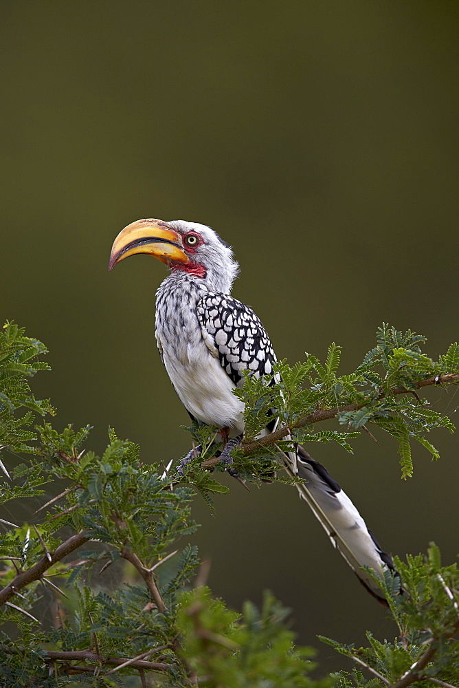 Southern yellow-billed hornbill (Tockus leucomelas), Kruger National Park, South Africa, Africa