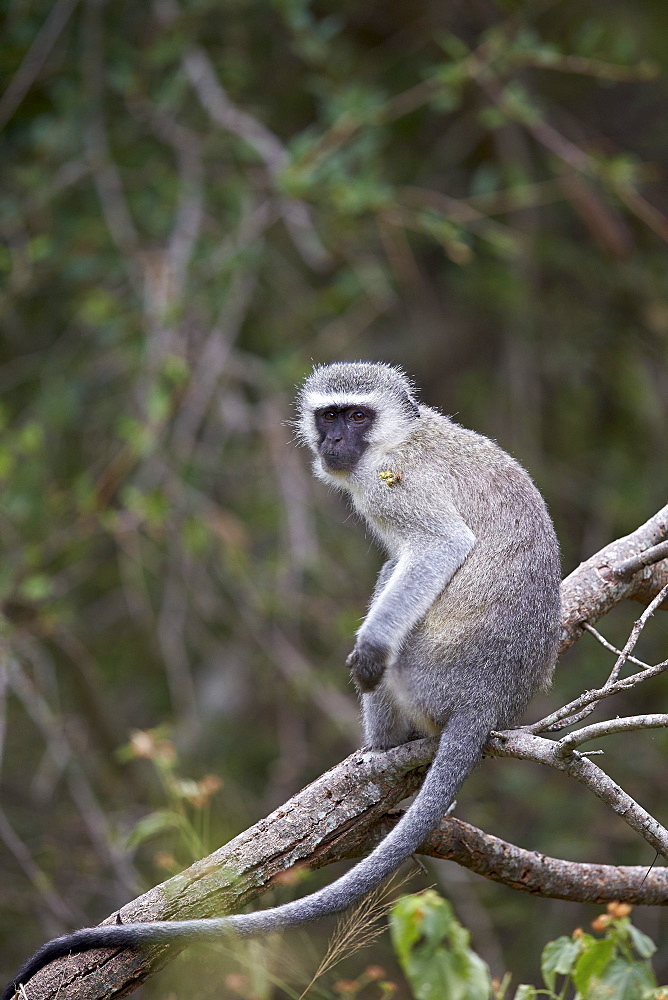 Vervet monkey (Chlorocebus aethiops), Kruger National Park, South Africa, Africa