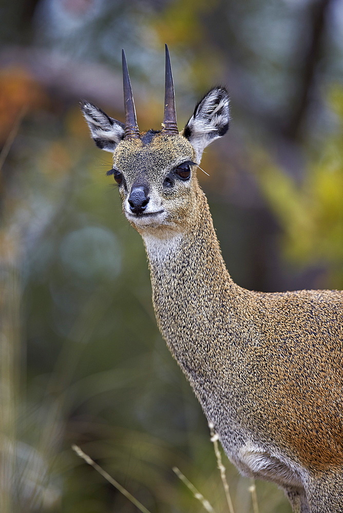 Klipspringer (Oreotragus oreotragus) male, Kruger National Park, South Africa, Africa