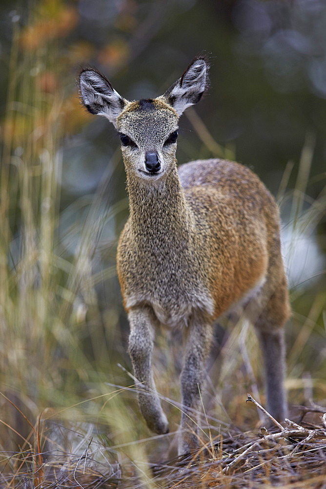 Klipspringer (Oreotragus oreotragus) female, Kruger National Park, South Africa, Africa