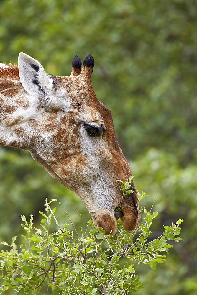 Cape giraffe (Giraffa camelopardalis giraffa) feeding, Kruger National Park, South Africa, Africa