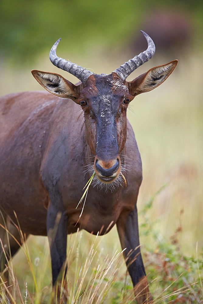 Topi (Tsessebe) (Damaliscus lunatus) eating, Kruger National Park, South Africa, Africa