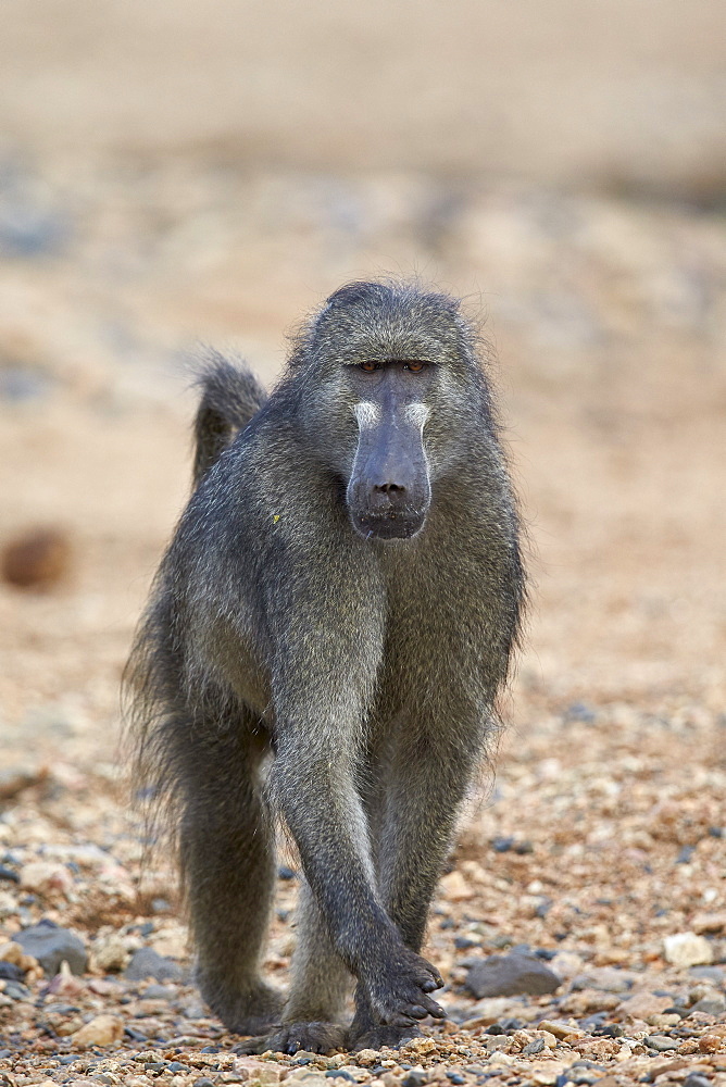 Chacma baboon (Papio ursinus), Kruger National Park, South Africa, Africa