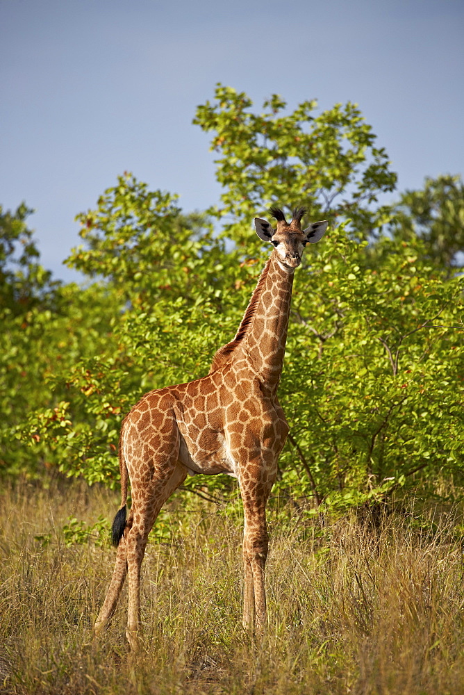 Juvenile Cape giraffe (Giraffa camelopardalis giraffa), Kruger National Park, South Africa, Africa