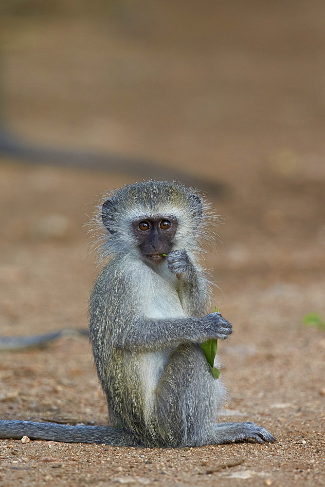 Vervet monkey (Chlorocebus aethiops), juvenile, Kruger National Park, South Africa, Africa