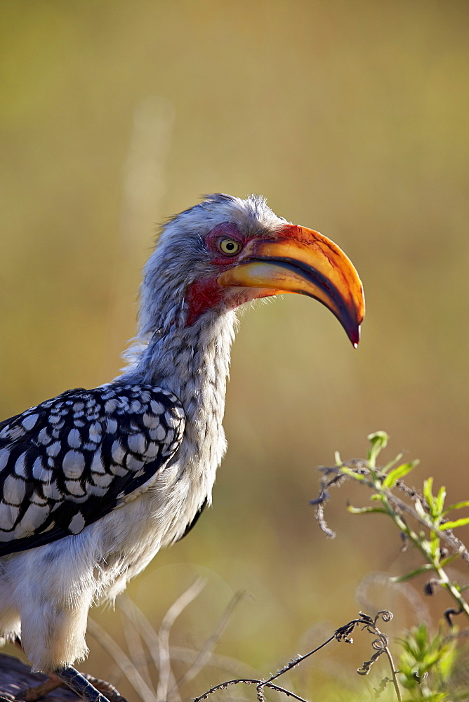 Southern yellow-billed hornbill (Tockus leucomelas), Kruger National Park, South Africa, Africa