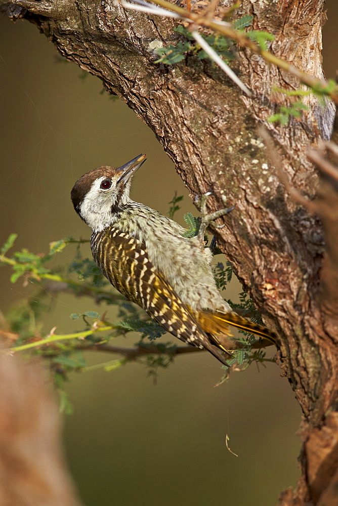 Cardinal woodpecker (Dendropicos fuscescens), female, Kruger National Park, South Africa, Africa