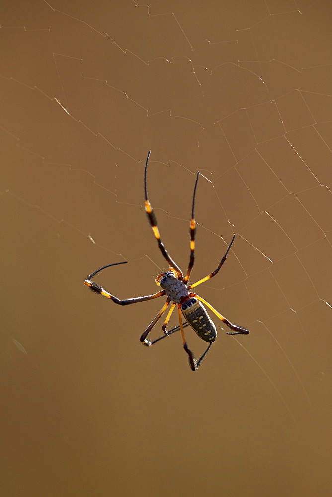 Banded-legged golden orb spider (Nephila senegalensis), Kruger National Park, South Africa, Africa