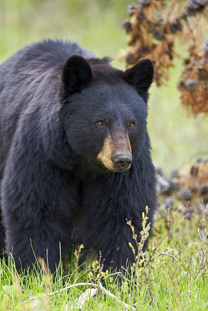 Black bear (Ursus americanus), Yellowstone National Park, Wyoming, United States of America, North America