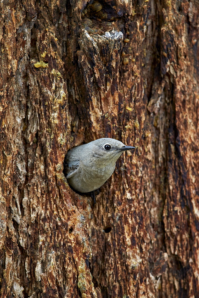 Mountain bluebird (Sialia currucoides), female exiting nest cavity, Yellowstone National Park, Wyoming, United States of America, North America