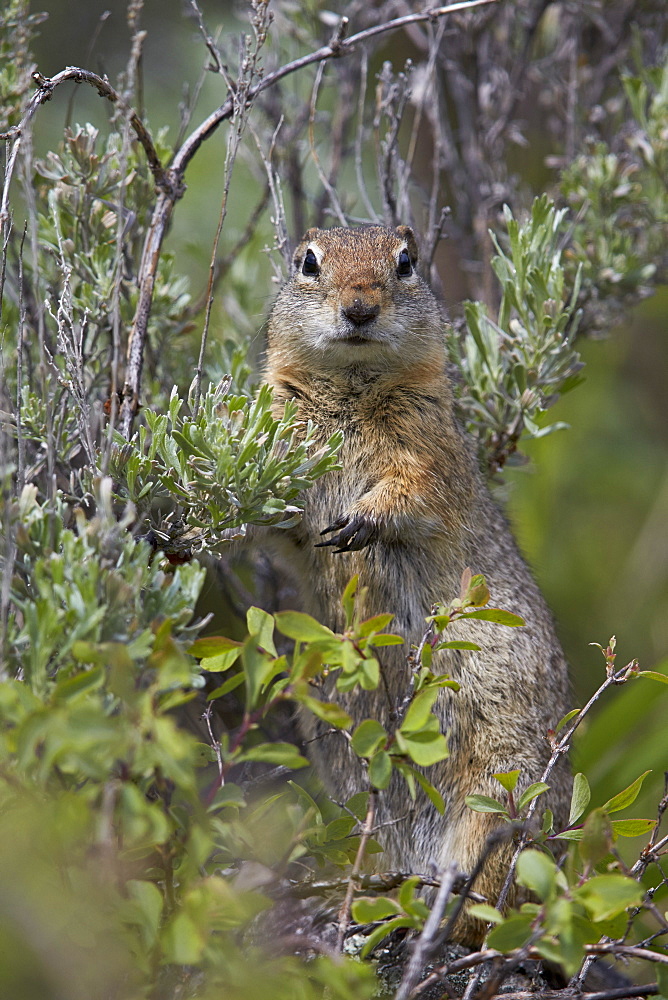 Uinta Ground Squirrel (Urocitellus armatus), Yellowstone National Park, Wyoming, United States of America, North America