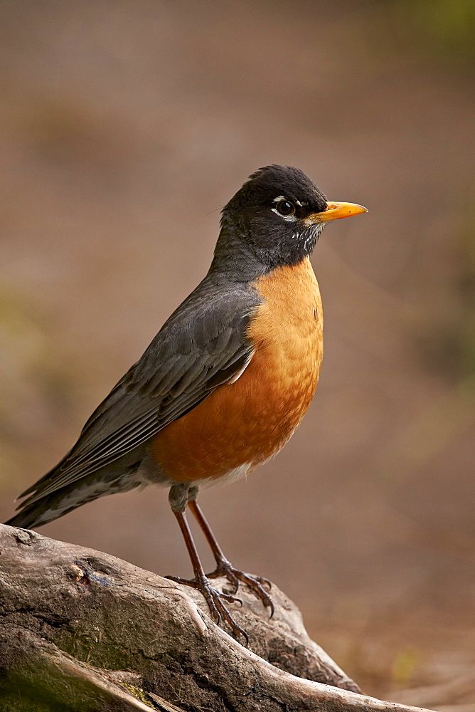 American Robin (Turdus migratorius), Yellowstone National Park, Wyoming, United States of America, North America