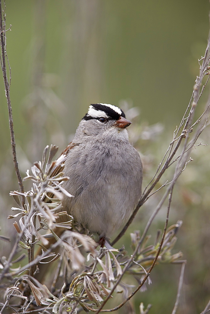 White-Crowned Sparrow (Zonotrichia leucophrys), Yellowstone National Park, Wyoming, United States of America, North America