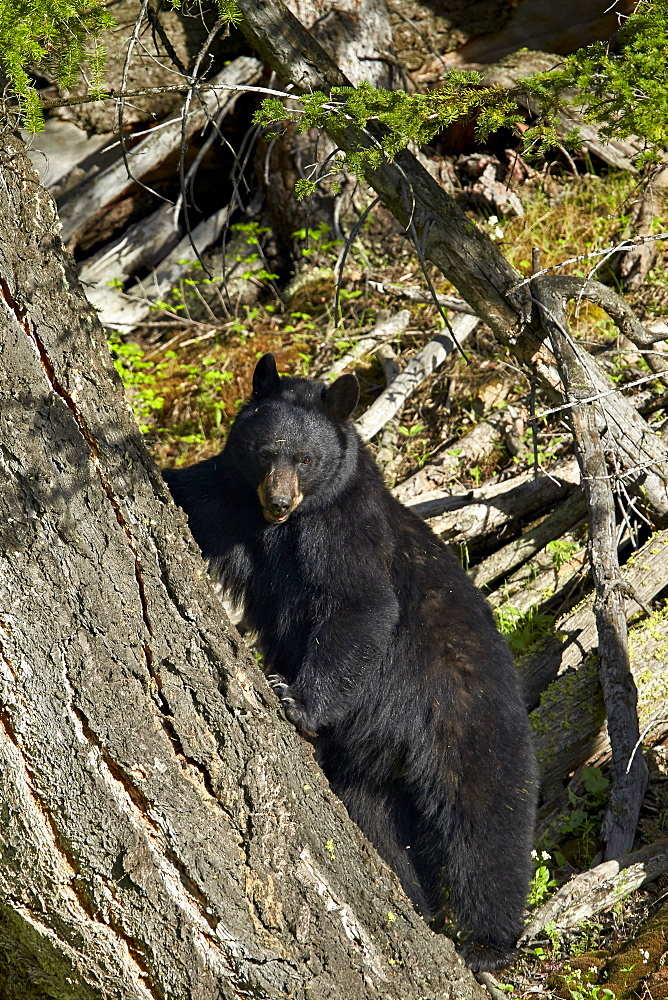 Black Bear (Ursus americanus), Yellowstone National Park, Wyoming, United States of America, North America