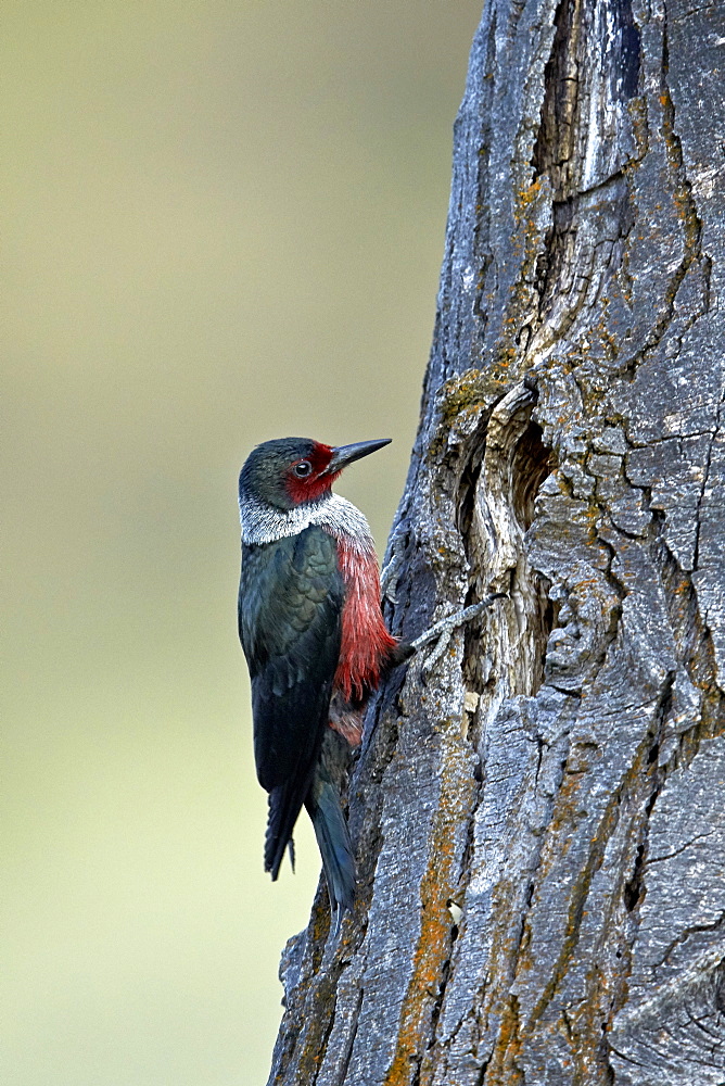 Lewis's woodpecker (Melanerpes lewis), Okanogan County, Washington, United States of America, North America