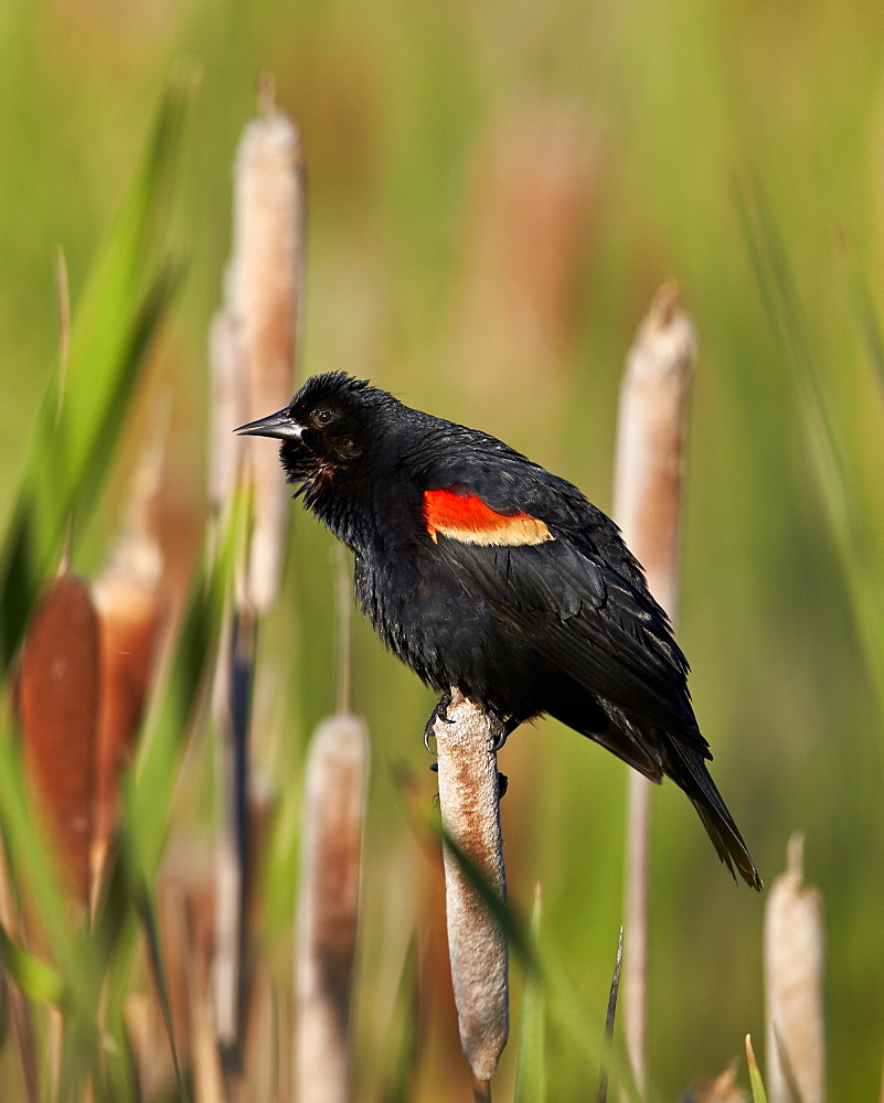 Red-winged blackbird (Agelaius phoeniceus), male, Lac Le Jeune Provincial Park, British Columbia, Canada, North America