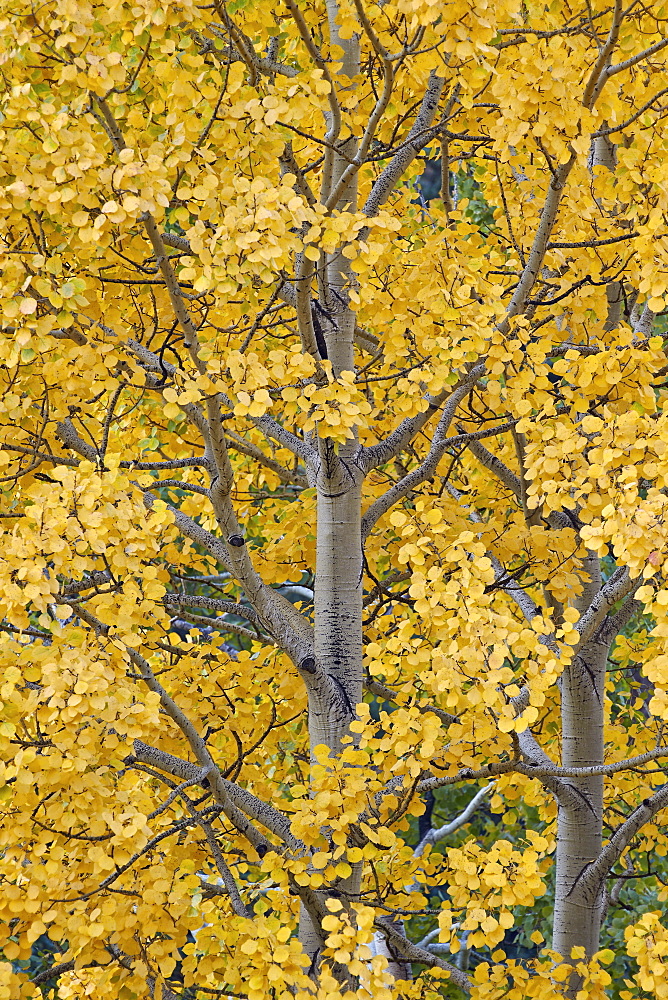 Yellow aspen in the fall, Uncompahgre National Forest, Colorado, United States of America, North America