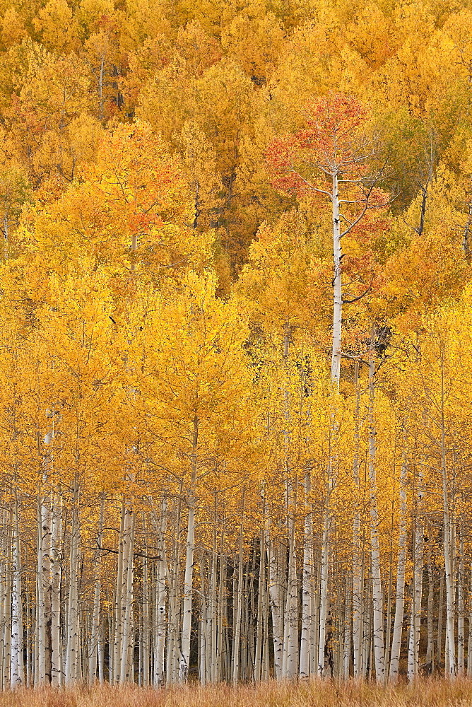 Yellow and orange aspen in the fall, Uncompahgre National Forest, Colorado, United States of America, North America