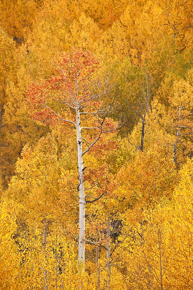 Yellow and orange aspen in the fall, Uncompahgre National Forest, Colorado, United States of America, North America