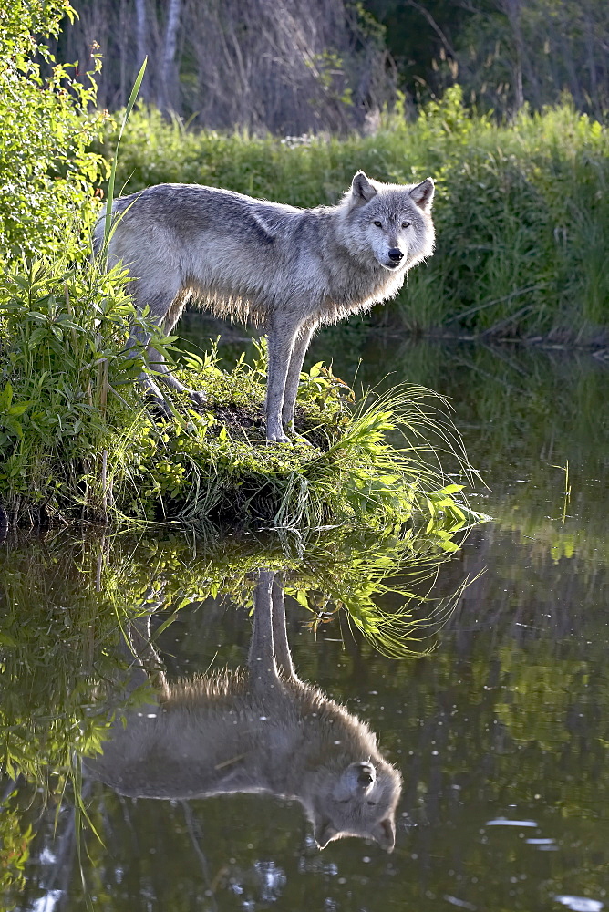 Gray wolf (Canis lupus), in captivity, Sandstone, Minnesota, United States of America, North America