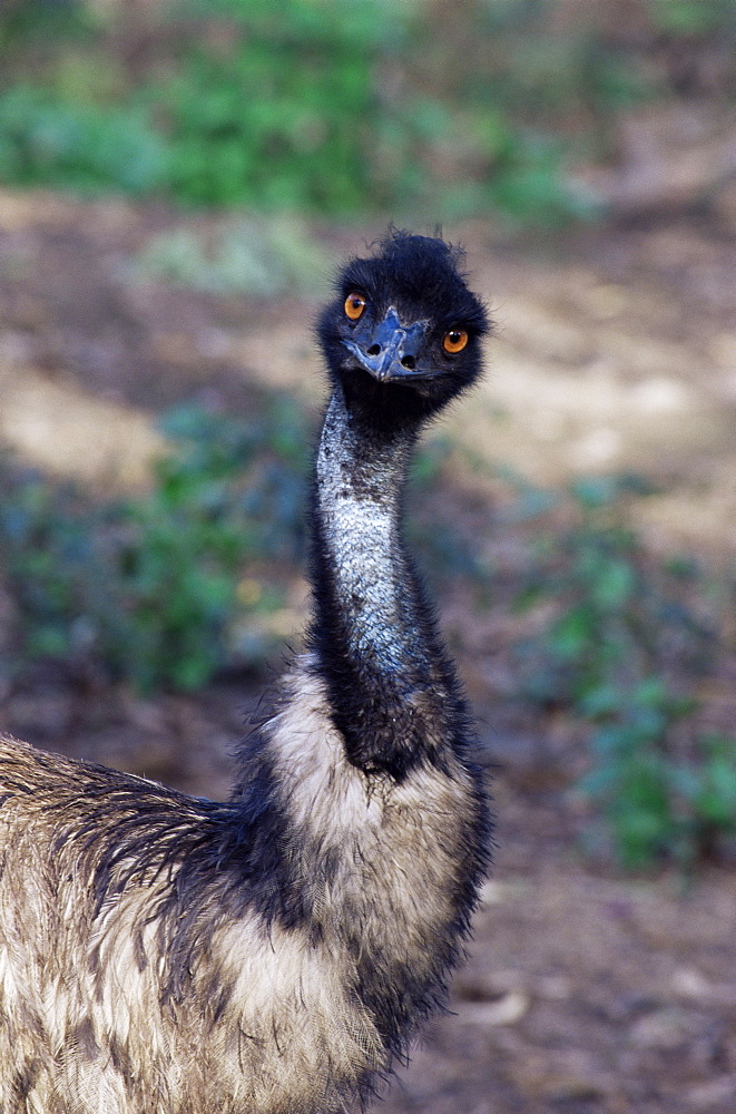 Emu (Dromaius novachollandiae) in captivity, Airlie Beach, Queensland, Australia, Pacific