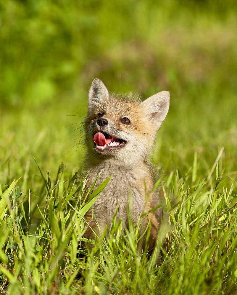 Red fox (Vulpes fulva) kit, in captivity, Sandstone, Minnesota, United States of America, North America