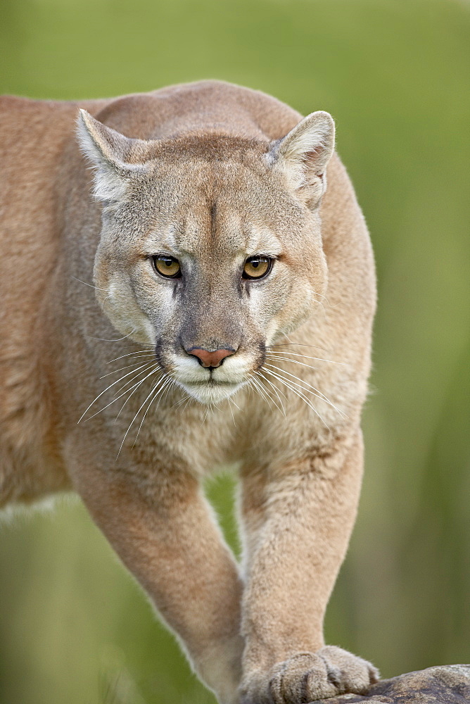 Mountain lion or cougar (Felis concolor), in captivity, Sandstone, Minnesota, United States of America, North America