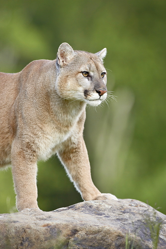 Mountain lion or cougar (Felis concolor), in captivity, Sandstone, Minnesota, United States of America, North America