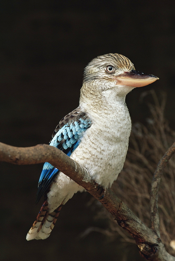 Blue-winged kookaburra (Dacelo leachii) in captivity, Airlie Beach, Queensland, Australia, Pacific