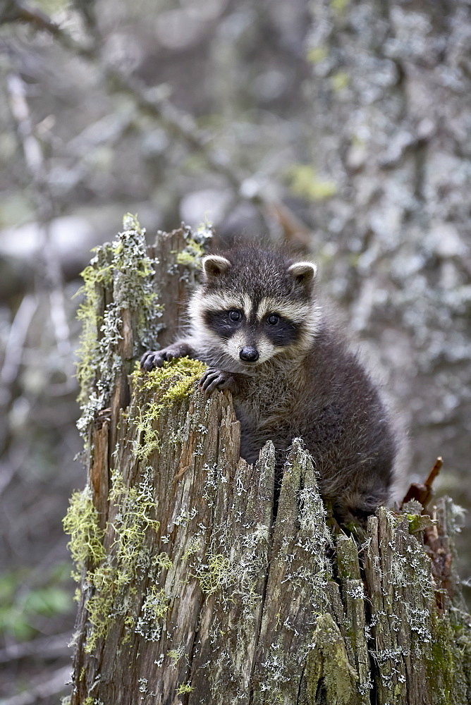 Captive baby raccoon (Procyon lotor) in an old stump, Bozeman, Montana, United States of America, North America