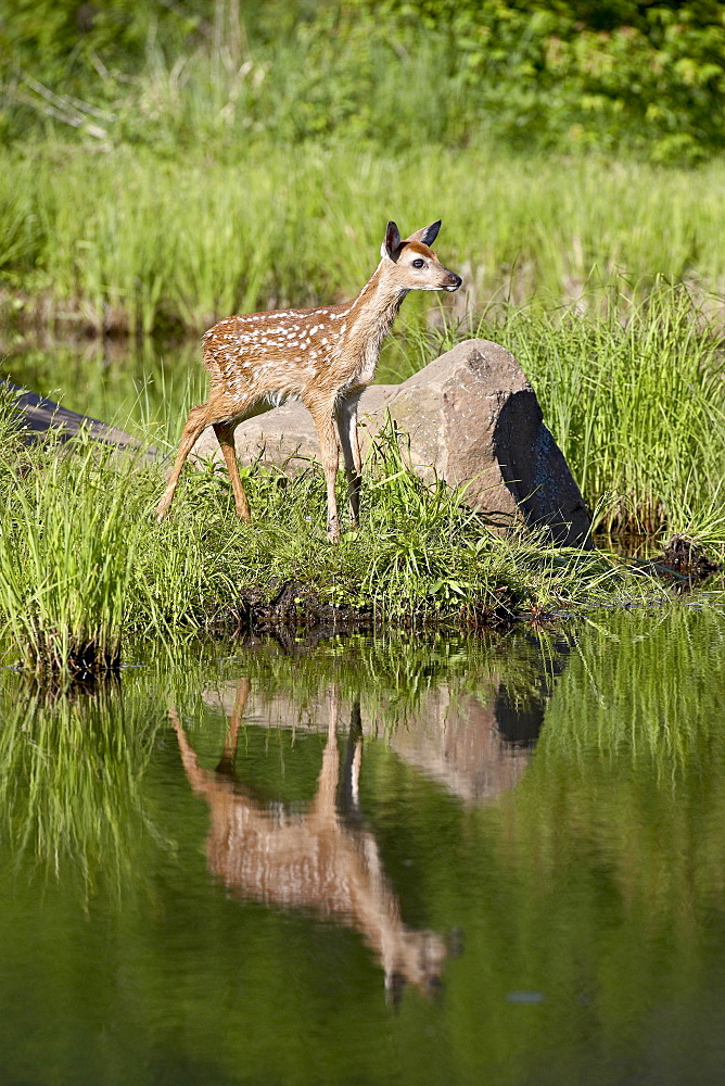 Whitetail deer (Odocoileus virginianus) fawn with reflection, in captivity, Sandstone, Minnesota, United States of America, North America