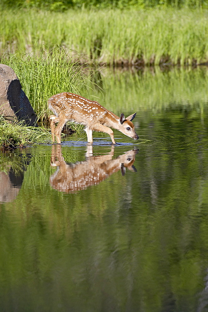 Captive whitetail deer (Odocoileus virginianus) fawn and reflection, Sandstone, Minnesota, United States of America, North America