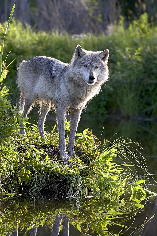 Gray wolf (Canis lupus) in captivity, Sandstone, Minnesota, United States of America, North America