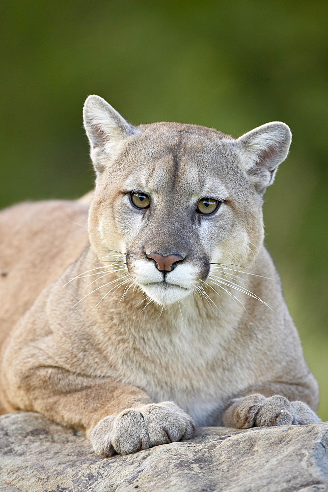 Mountain lion (cougar) (Felis concolor), in captivity Sandstone, Minnesota, United States of America, North America