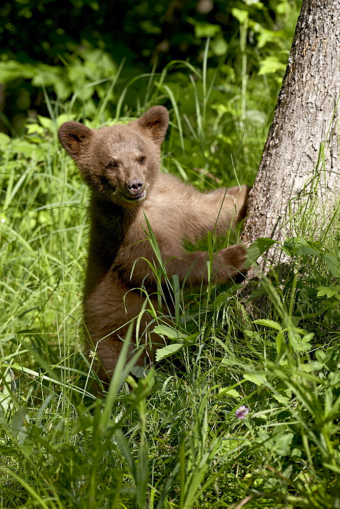 Black bear (Ursus americanus) spring cub in captivity, Sandstone, Minnesota, United States of America, North America