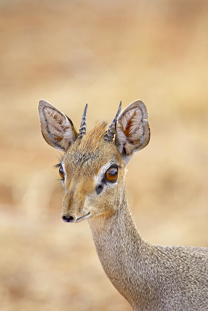 Male Gunther's dik dik (Rinchotragus guntheri), Samburu National Reserve, Kenya, East Africa, Africa