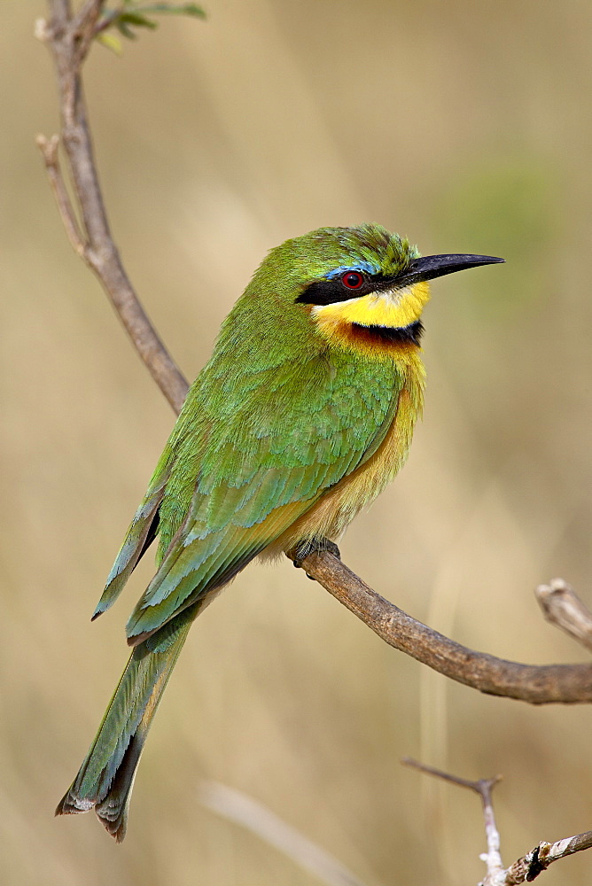 Little bee-eater (Merops pusillus), Masai Mara National Reserve, Kenya, East Africa, Africa