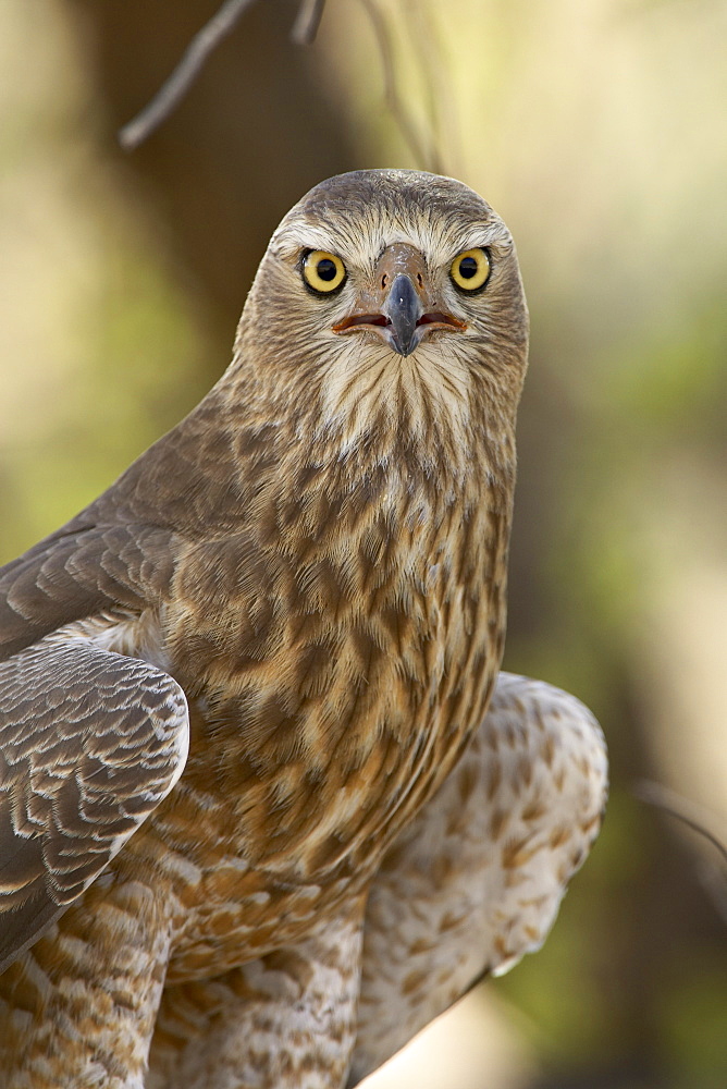 Juvenile dark chanting goshawk (Melierax metabates), Kgalagadi Transfrontier Park, encompassing the former Kalahari Gemsbok National Park, South Africa, Africa