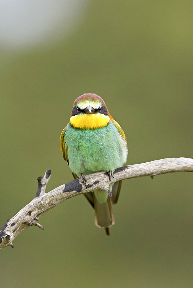 European bee-eater or golden-backed bee-eater (Merops apiaster), Kruger National Park, South Africa, Africa