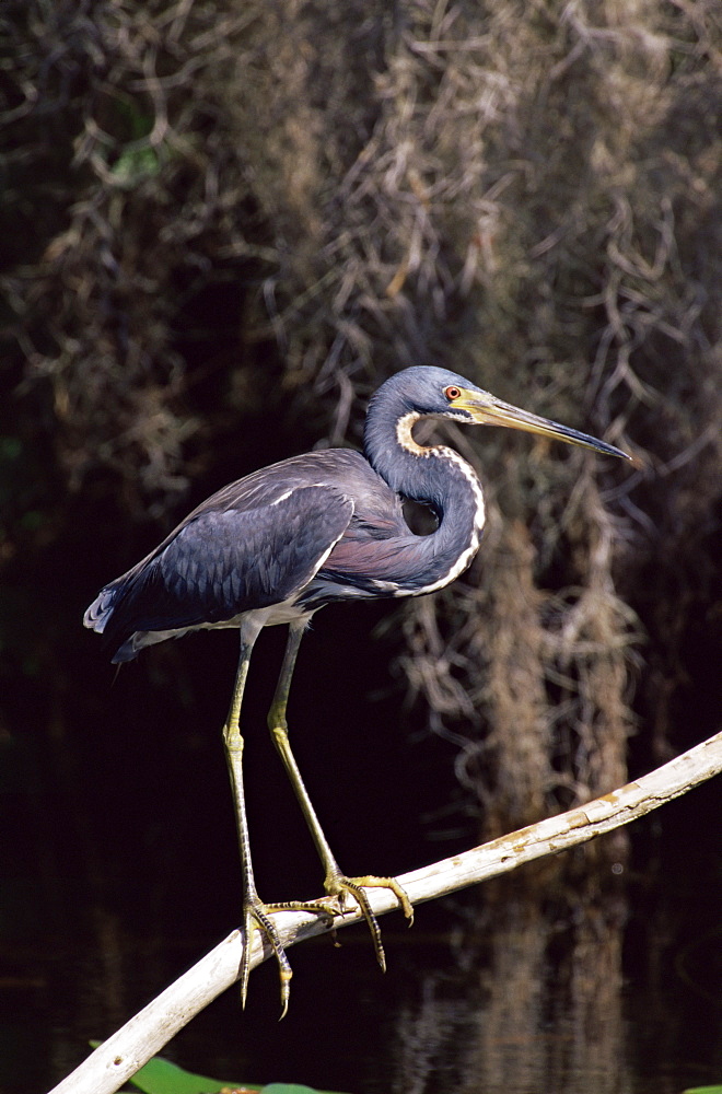 Louisiana heron (Hydranassa tricolor), Everglades National Park, Florida, United States of America, North America