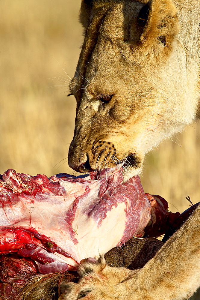 Lion (Panthera leo) eating a wildebeest, Masai Mara National Reserve, Kenya, East Africa, Africa