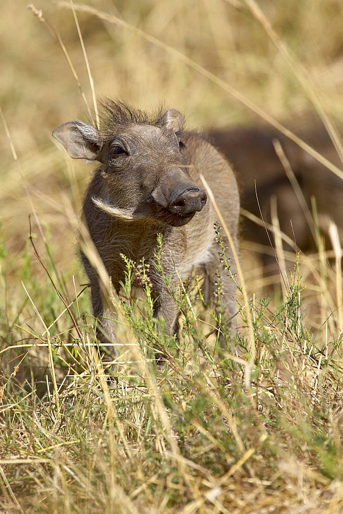 Baby warthog (Phacochoerus aethiopicus), Masai Mara National Reserve, Kenya, East Africa, Africa