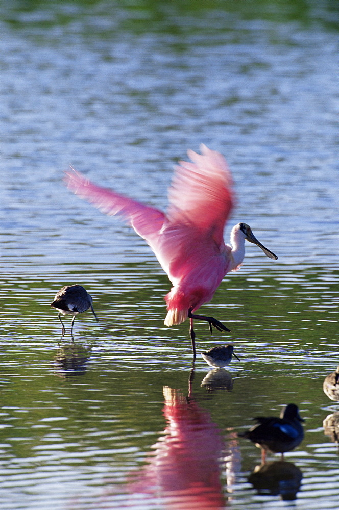 Roseate spoonbill (Ajaia ajaja), J. N. "Ding" Darling National Wildlife Refuge, Florida, United States of America, North America