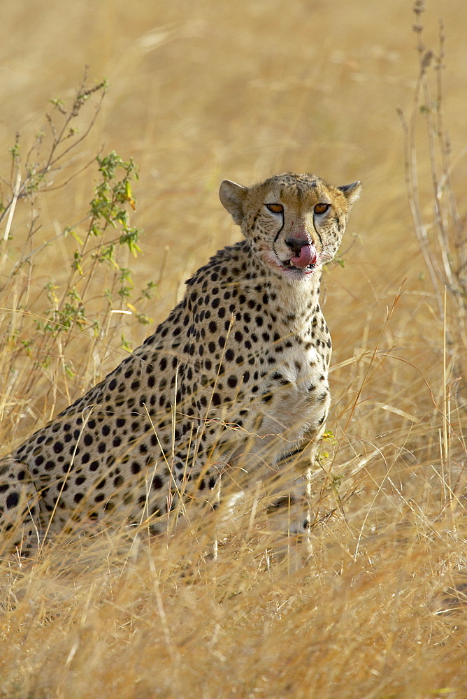 Cheetah (Acinonyx jubatus) cleaning up after eating, Masai Mara National Reserve, Kenya, East Africa, Africa