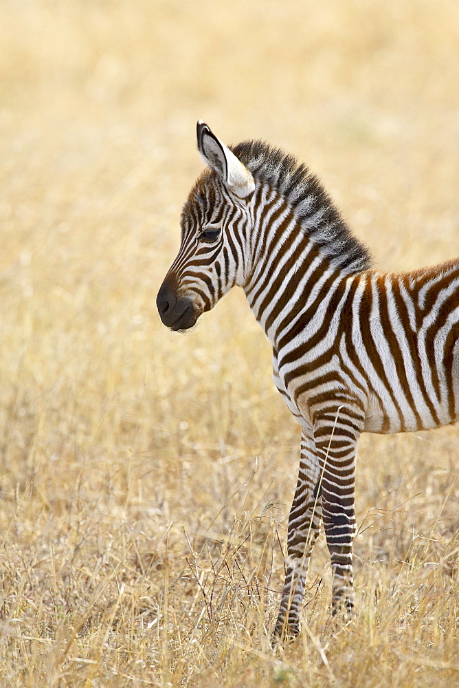 Baby Grant•À?s zebra (plains zebra) (common zebra) (Equus burchelli boehmi), Masai Mara National Reserve, Kenya, East Africa, Africa