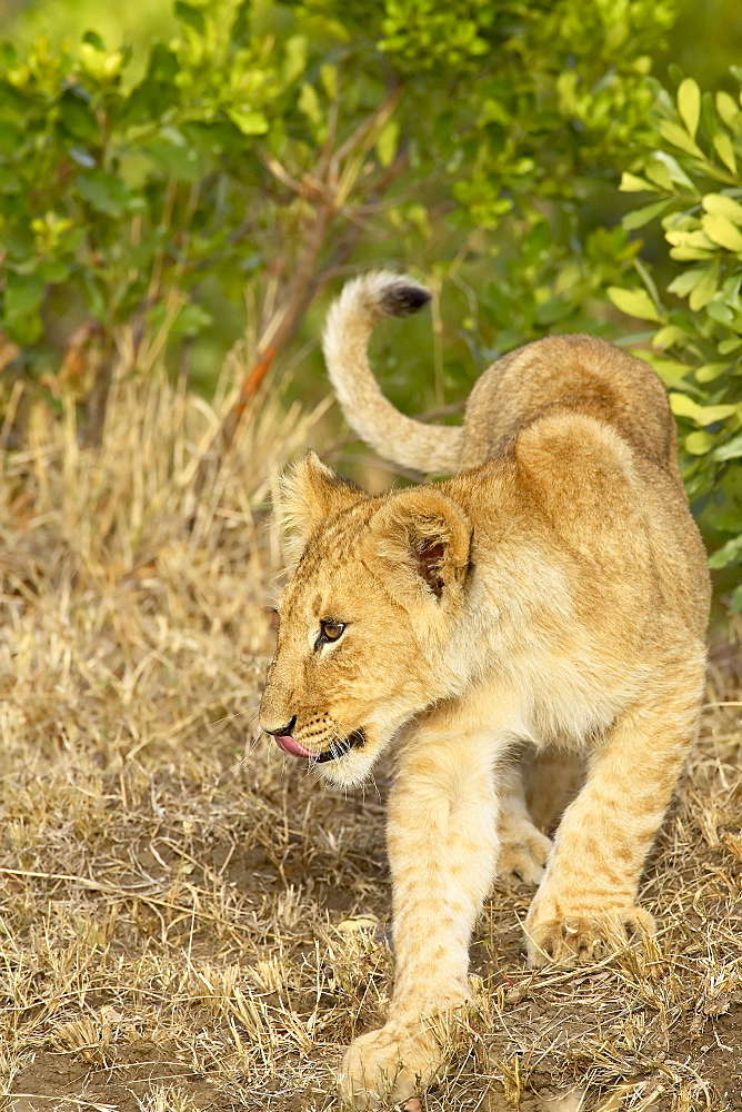 Lion (Panthera leo) cub, Masai Mara National Reserve, Kenya, East Africa, Africa