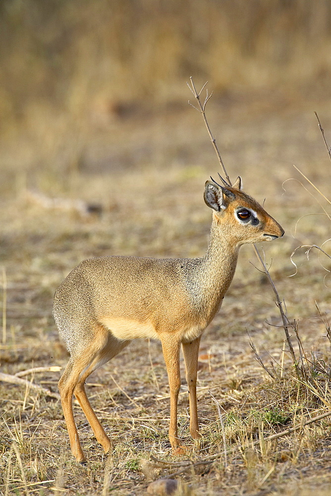 Kirk's dik dik (dik-dik) (Madoqua kirkii), Masai Mara National Reserve, Kenya, East Africa, Africa