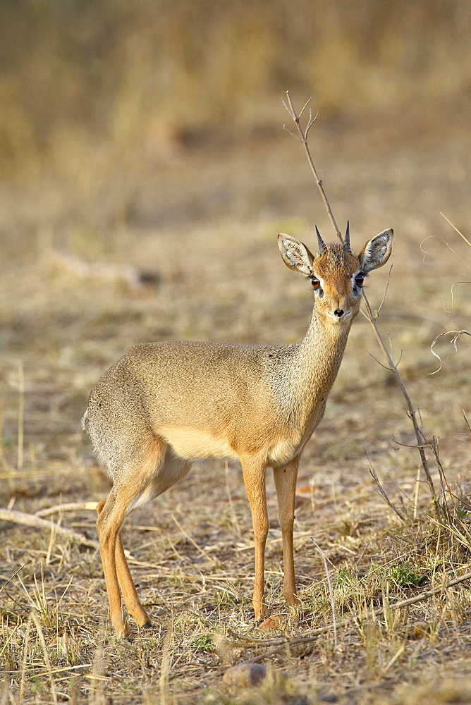 Kirk's dik dik (dik-dik) (Madoqua kirkii), Masai Mara National Reserve, Kenya, East Africa, Africa